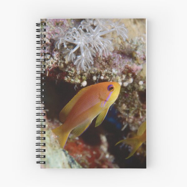 Item preview, Colorful Anthias Swimming Over Tropical Coral Reef Underwater Marine Scene designed and sold by FotoMahieu.