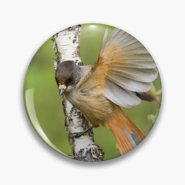 Item preview, Hey. Siberian jay designed and sold by Jouko Lehto Photography.