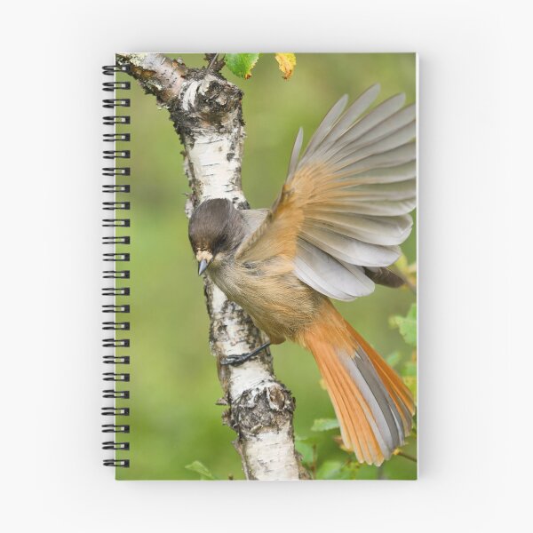 Item preview, Hey. Siberian jay designed and sold by Jouko Lehto Photography.