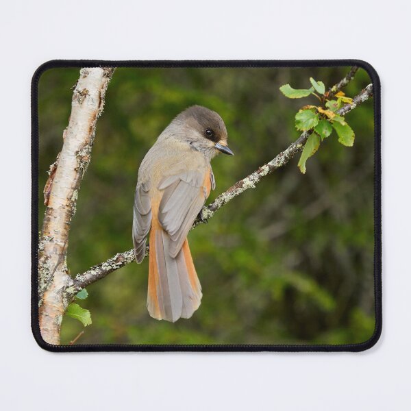 Item preview, From the forests. Siberian jay designed and sold by Jouko Lehto Photography.