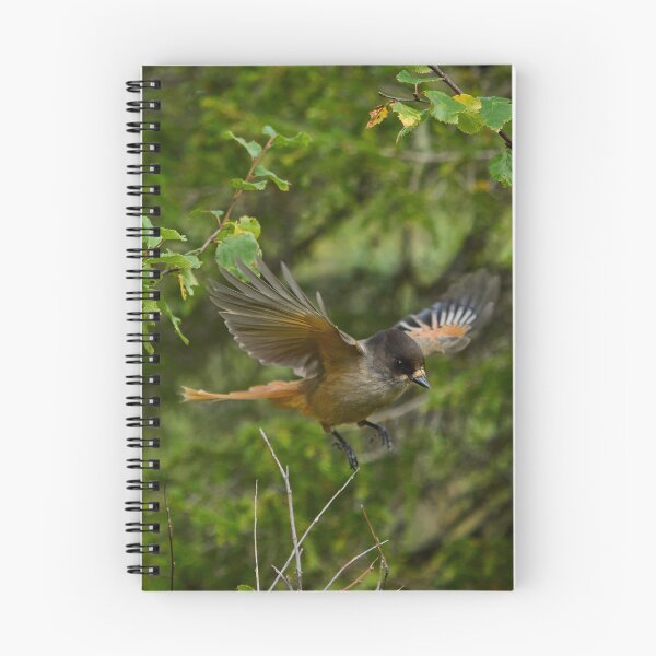 Item preview, Fly. Siberian jay designed and sold by Jouko Lehto Photography.