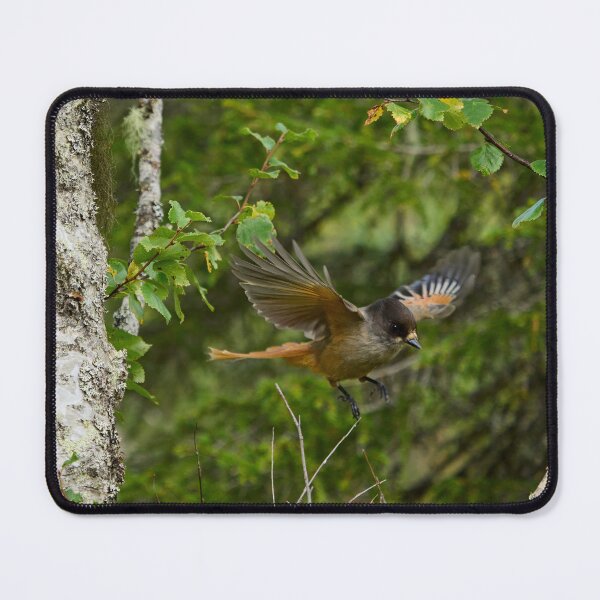 Item preview, Fly. Siberian jay designed and sold by Jouko Lehto Photography.