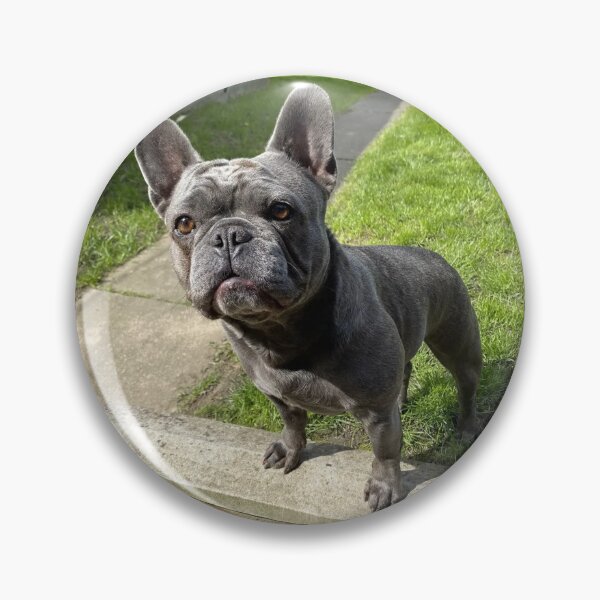 Item preview, Alert Black French Bulldog designed and sold by DigiArtAnimal.