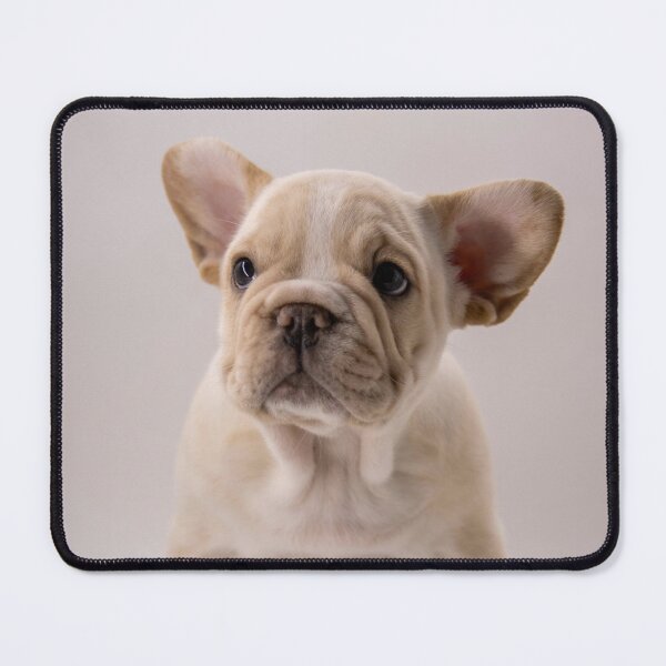 Item preview, Innocent Looking French Bulldog Puppy designed and sold by DigiArtAnimal.