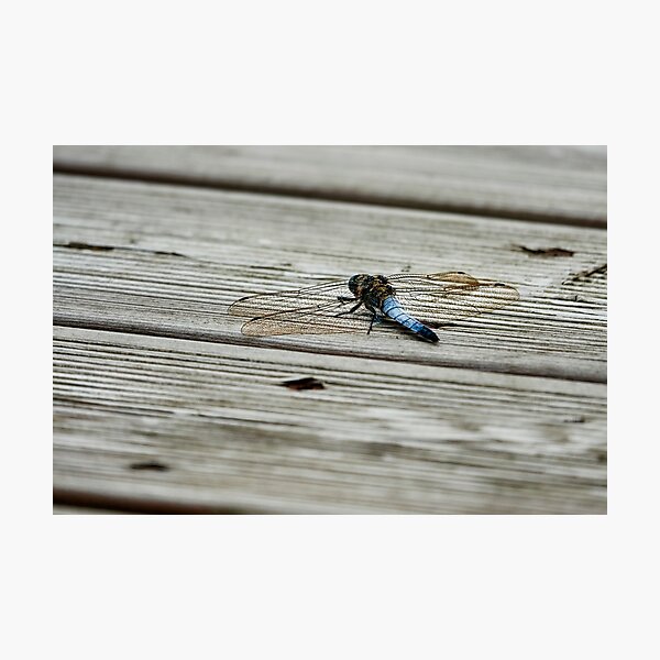 Item preview, Fine Structures designed and sold by Eidetic Photos.