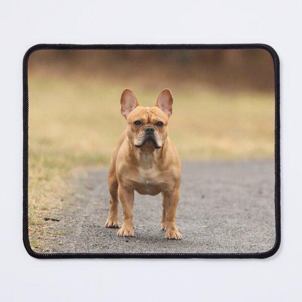 Item preview, Brown French Bulldog on Guard designed and sold by DigiArtAnimal.