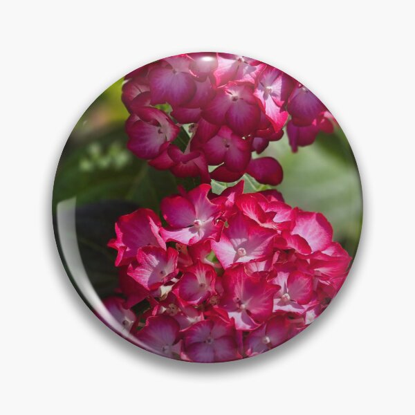 Item preview, Hydrangea  designed and sold by Shoreline Photography .