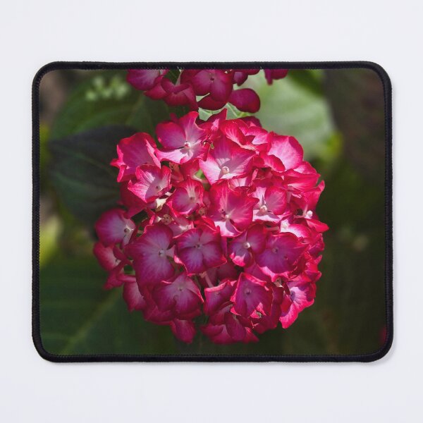 Item preview, Hydrangea  designed and sold by Shoreline Photography .