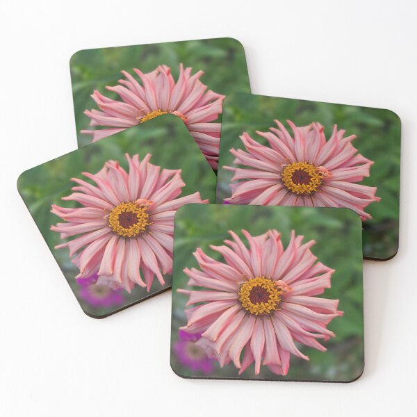 Item preview, Cactus Zinnia designed and sold by Shoreline Photography .