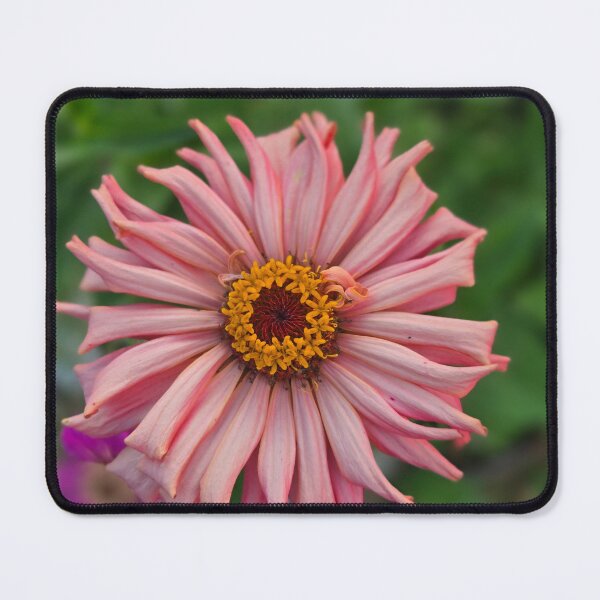 Item preview, Cactus Zinnia designed and sold by Shoreline Photography .