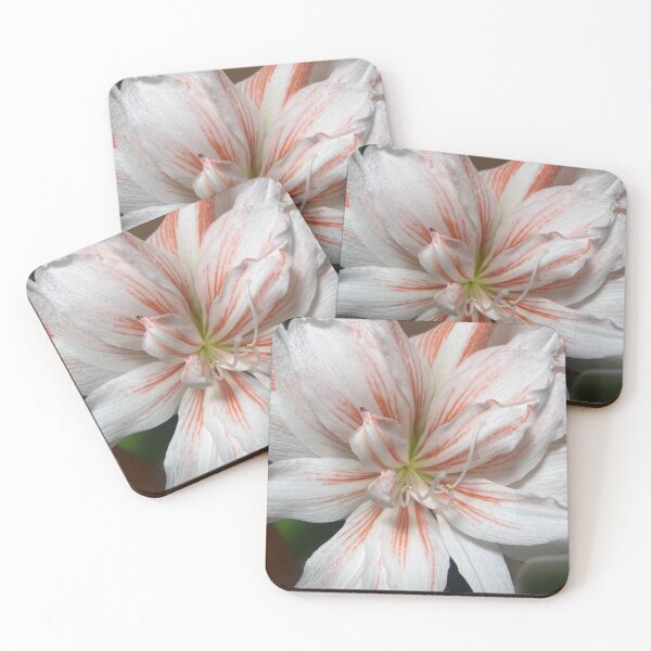 Item preview, White and Coral Candy Cane Amaryllis designed and sold by TaisiasCaptures.