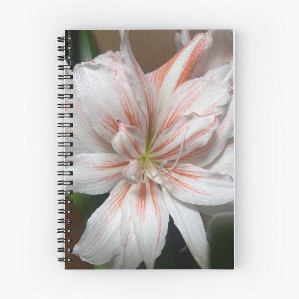 Item preview, White and Coral Candy Cane Amaryllis designed and sold by TaisiasCaptures.