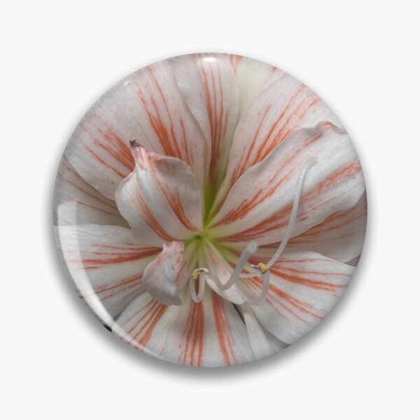 Item preview, White and Coral Candy Cane Amaryllis designed and sold by TaisiasCaptures.