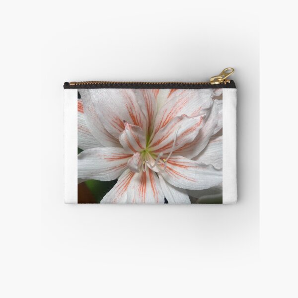 Item preview, White and Coral Candy Cane Amaryllis designed and sold by TaisiasCaptures.