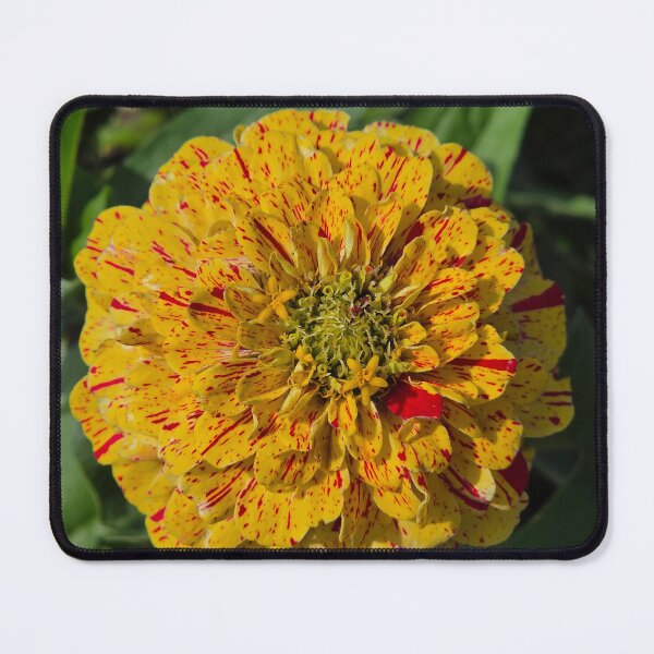 Item preview, Candy Cane Zinnia designed and sold by Shoreline Photography .