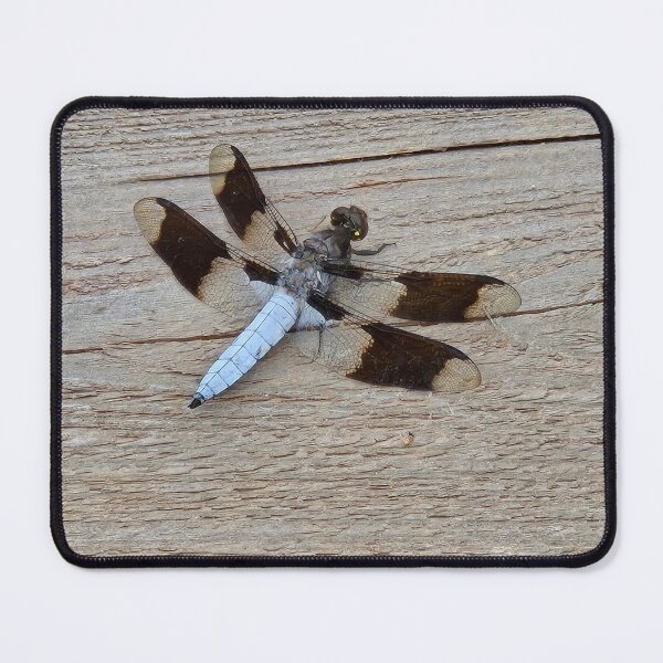 Item preview, Dragonfly designed and sold by SamanthaDawn94.