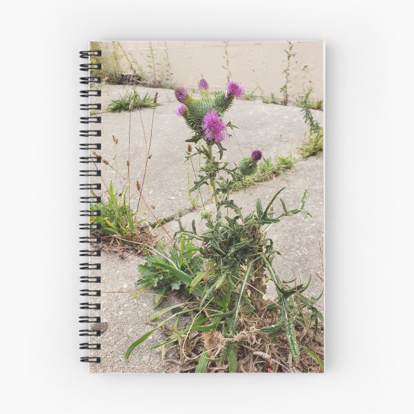 Item preview, Dwarfed Bull Thistle designed and sold by concretebotany.