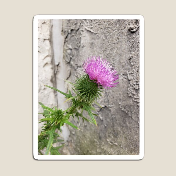 Item preview, Bull Thistle Bloom Against Stucco designed and sold by concretebotany.