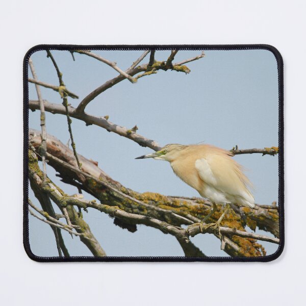 Item preview, Squacco Herons rest designed and sold by miradorpictures.