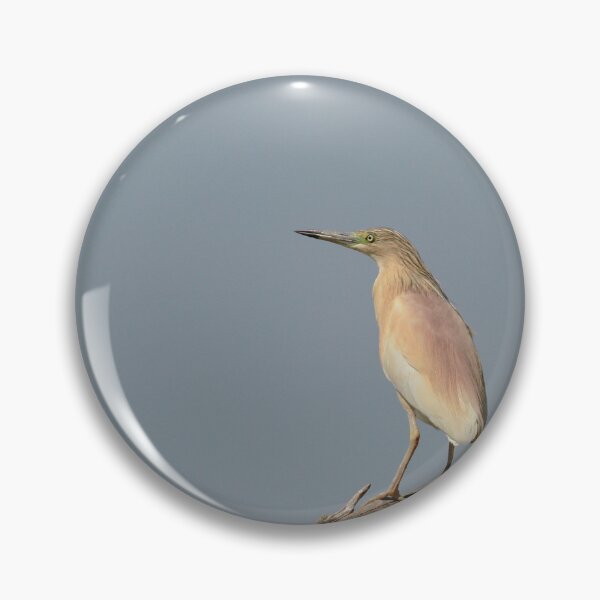 Item preview, Stunning Squacco designed and sold by miradorpictures.