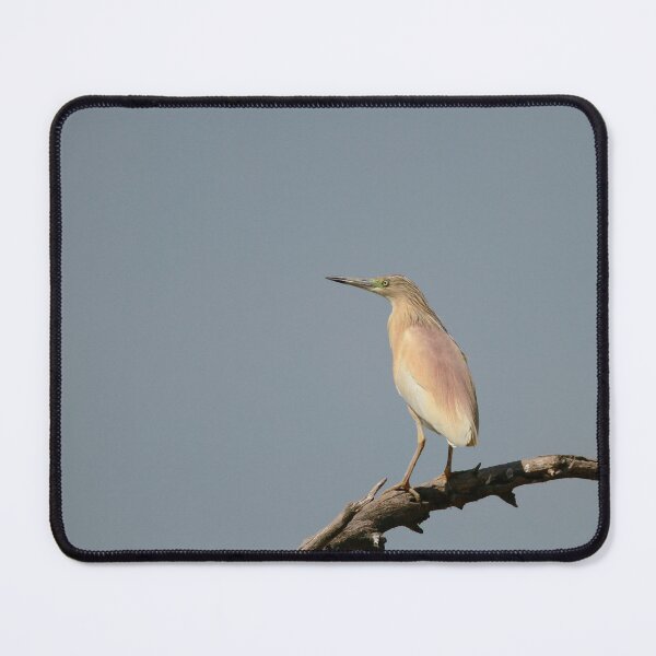 Item preview, Stunning Squacco designed and sold by miradorpictures.