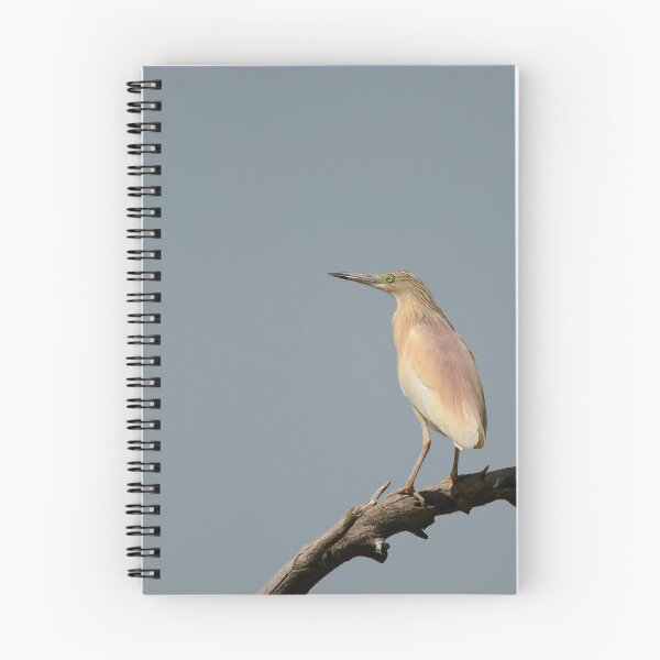 Item preview, Stunning Squacco designed and sold by miradorpictures.