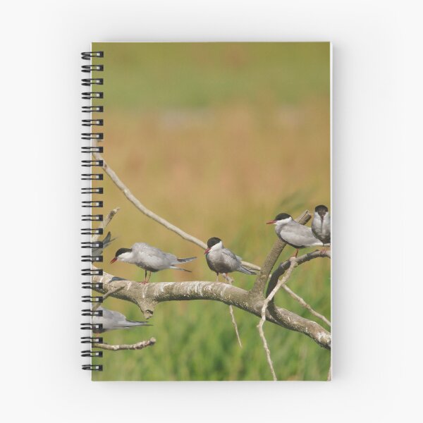Item preview, Taking a tern designed and sold by miradorpictures.
