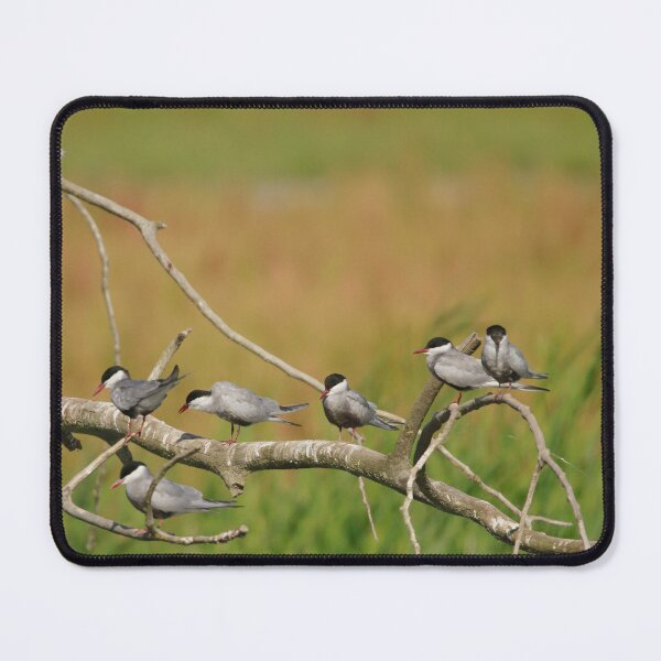 Item preview, Taking a tern designed and sold by miradorpictures.
