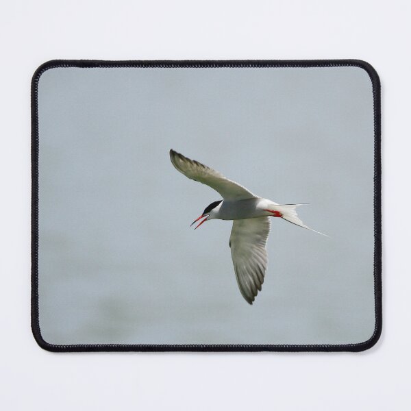 Item preview, Taking a tern designed and sold by miradorpictures.