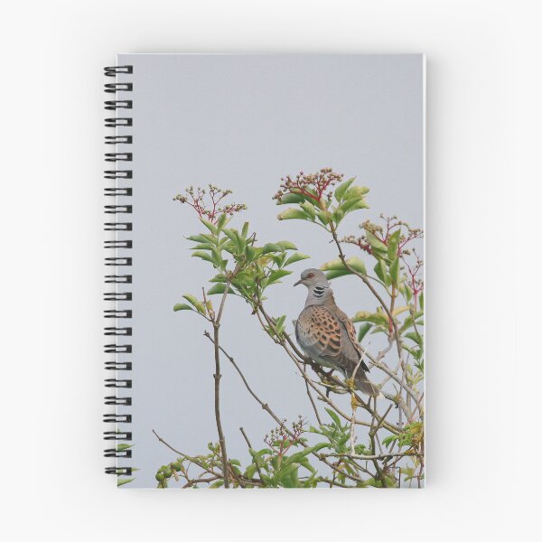 Item preview, One turtle dove  designed and sold by miradorpictures.