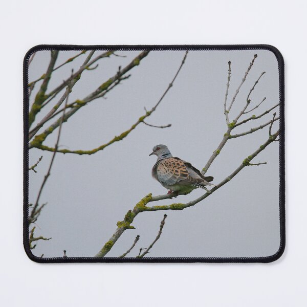 Item preview, Terrific turtle dove designed and sold by miradorpictures.