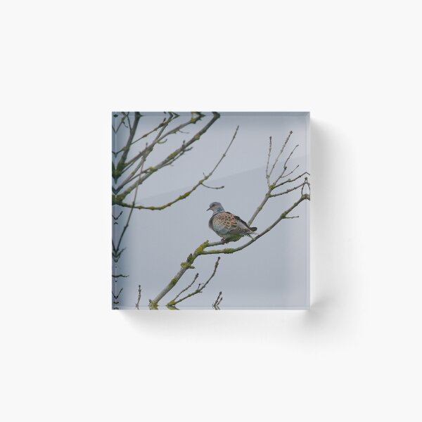 Item preview, Terrific turtle dove designed and sold by miradorpictures.