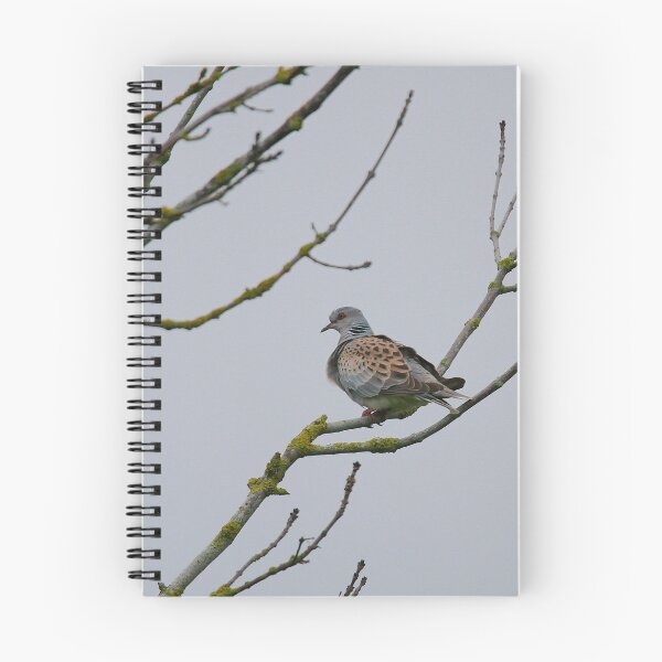 Item preview, Terrific turtle dove designed and sold by miradorpictures.