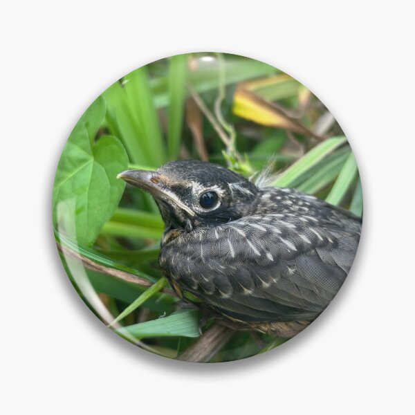 Item preview, American Robin Fledgling  designed and sold by FoxBearFrogDawg.