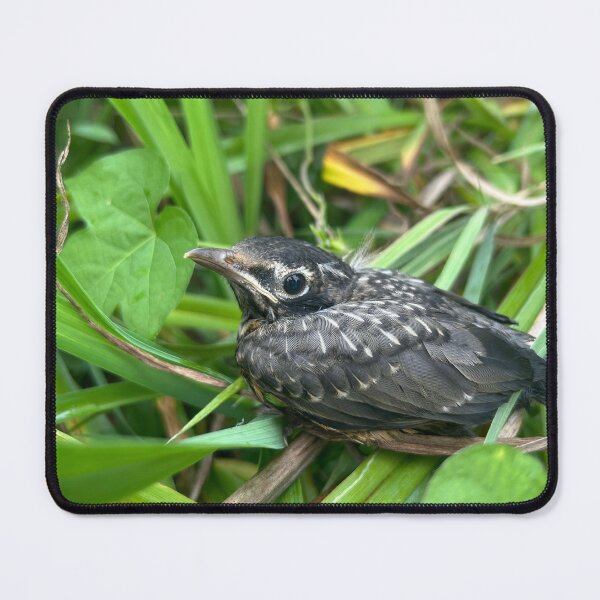 Item preview, American Robin Fledgling  designed and sold by FoxBearFrogDawg.