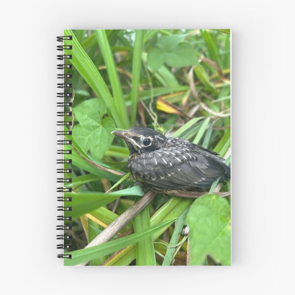 Item preview, American Robin Fledgling  designed and sold by FoxBearFrogDawg.