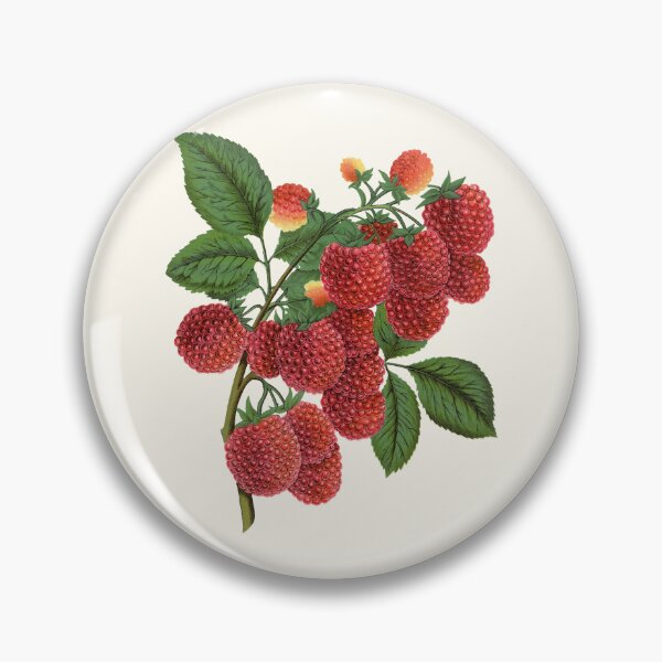 Item preview, Shaffer's Colossal Raspberry, Victorian Botanical Lithograph, 1900 designed and sold by Exhumed Archives.