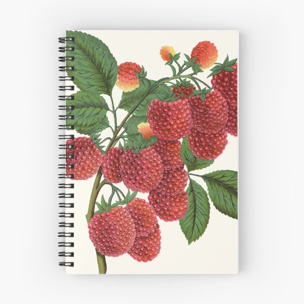 Item preview, Shaffer's Colossal Raspberry, Victorian Botanical Lithograph, 1900 designed and sold by Exhumed Archives.