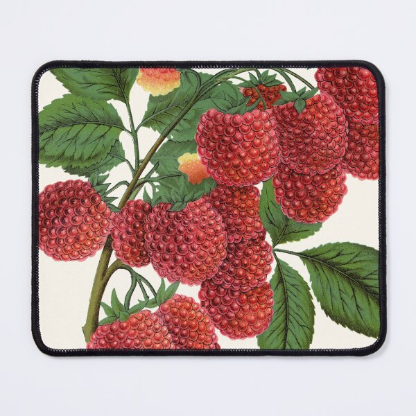 Item preview, Shaffer's Colossal Raspberry, Victorian Botanical Lithograph, 1900 designed and sold by Exhumed Archives.