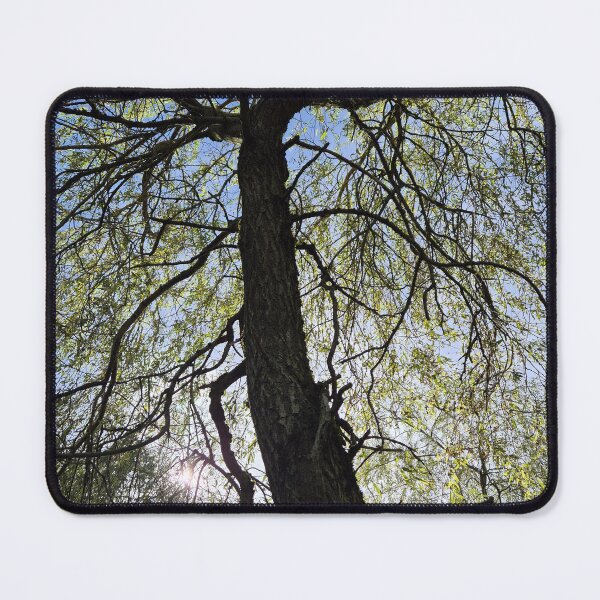 Item preview, Photography Young willow tree in nature  designed and sold by LIZZART1.