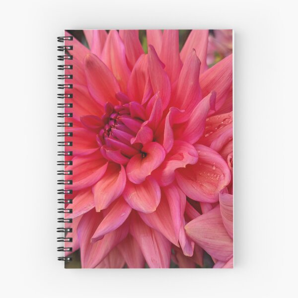 Item preview, Pink Coral Dahlia Spiral Centre, Macro Botanical Photography designed and sold by PrettyAround.