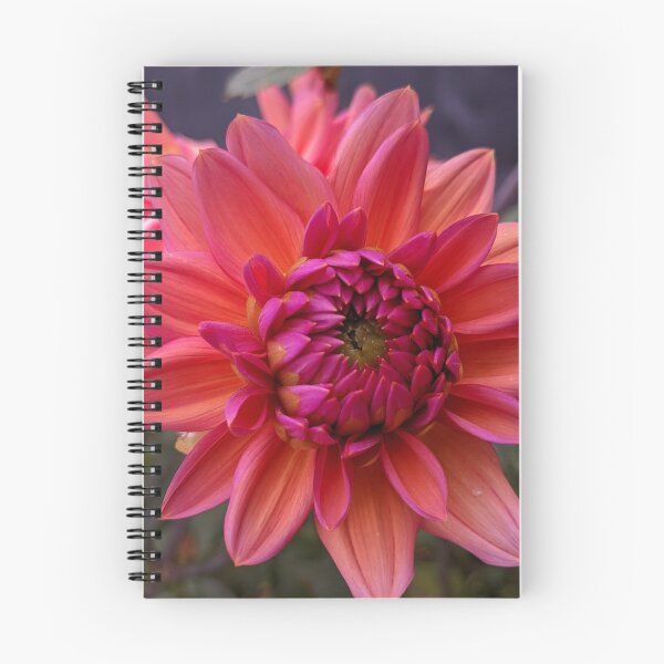 Item preview, Coral Dahlia Open Centre, Botanical Macro Photography designed and sold by PrettyAround.