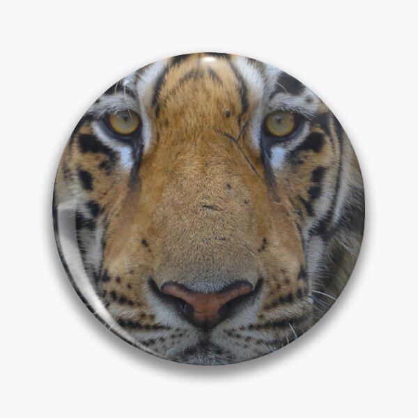 Item preview, WHITE TIGER - ANIMAL PHOTOGRAPHY - ANIMAL ART - NATURE - CATS designed and sold by santo ✝abú.