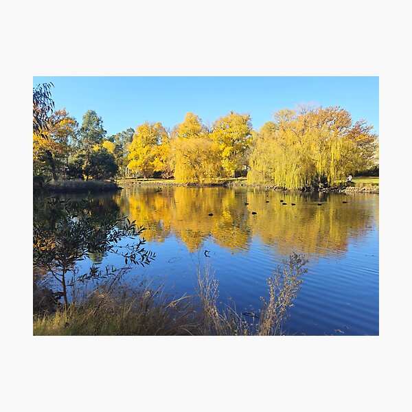 Item preview, Nature's Golden Mirror at Castlemaine designed and sold by Yolanda Caporn Art.