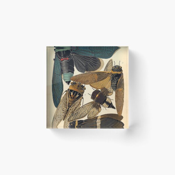 Item preview, Plate 1 designed and sold by The Ravens Ballad.