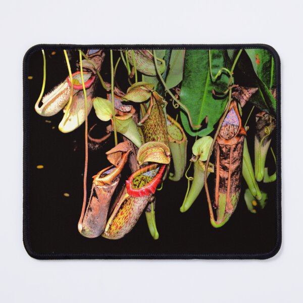 Item preview, Tropical Pitcher Plants designed and sold by Savannah Gibbs.