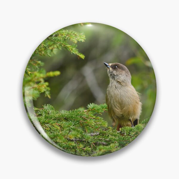 Item preview, Up in the spruce. Siberian jay designed and sold by Jouko Lehto Photography.