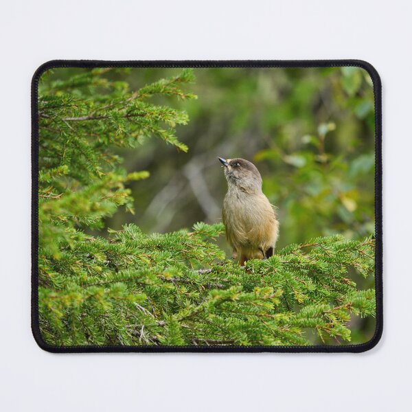 Item preview, Up in the spruce. Siberian jay designed and sold by Jouko Lehto Photography.