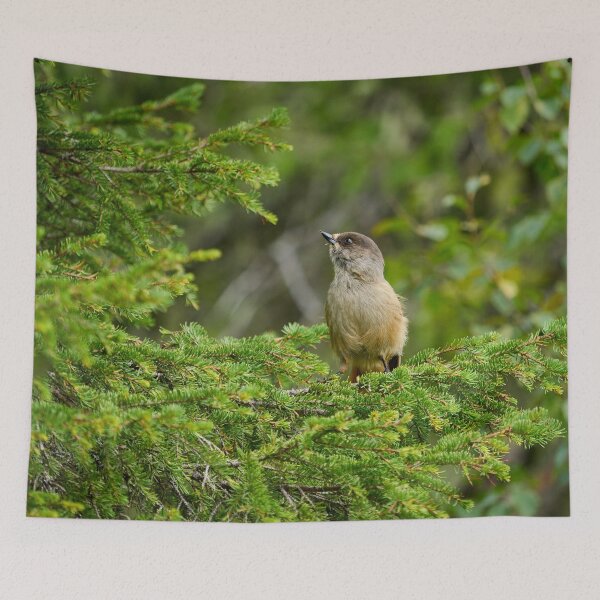 Item preview, Up in the spruce. Siberian jay designed and sold by Jouko Lehto Photography.