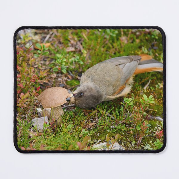 Item preview, Mmmm. Siberian jay designed and sold by Jouko Lehto Photography.
